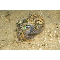 Southern Bobtail Squid over sand
