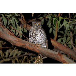 A Powerful Owl perched on a branch at night.