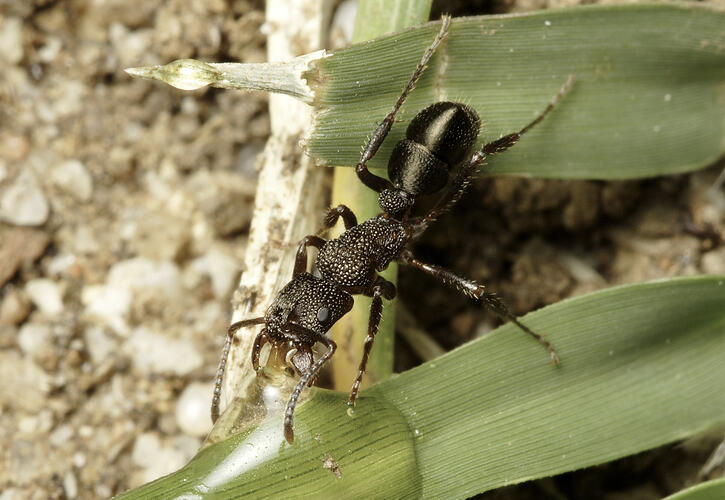 A Greenhead Ant and a water droplet on a leaf.