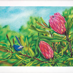 Greeting Card - Protea and White Winged Fairy-Wren, Thomas Le for Austcare, 1996