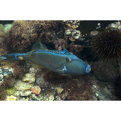 A fish, the Sixspine Leatherjacket, swimming over a reef.