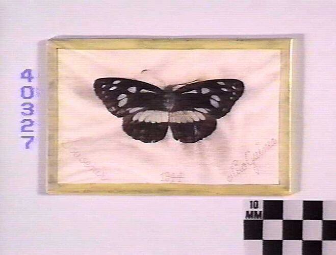 Butterfly mounted on backing card.