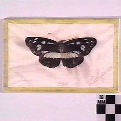 Butterfly - Pressed, Papua New Guinea, 1944