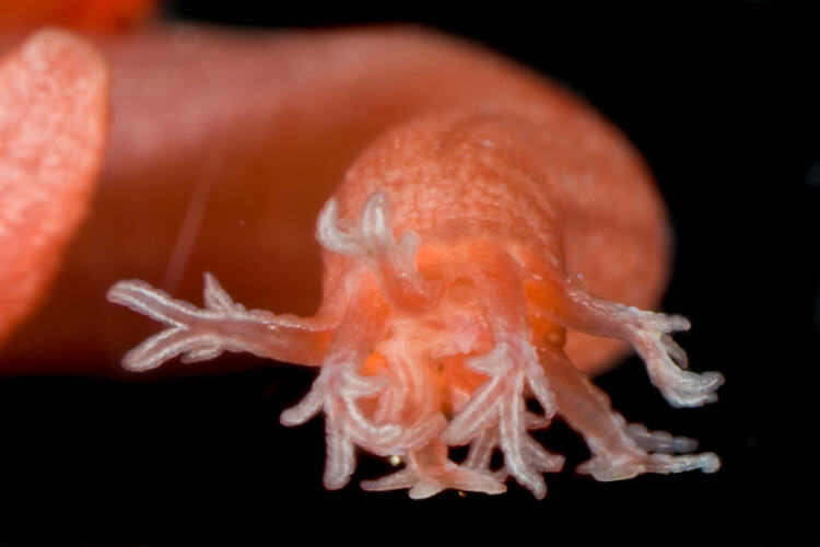 Detail of sea cucumber oral end with tentacles.