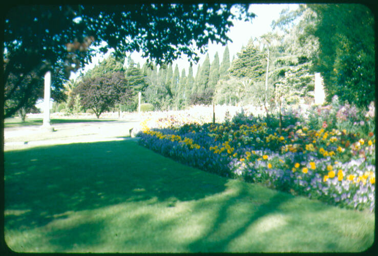 Rows of flowers in bloom in a park