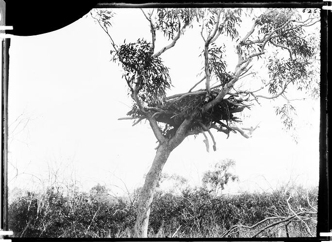 Tree grave, Tennant Creek, Central Australia, 1901