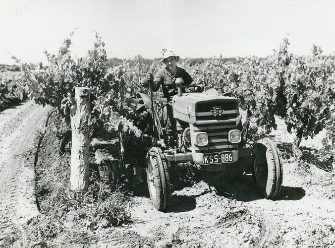 Man driving a tractor in a vineyard.