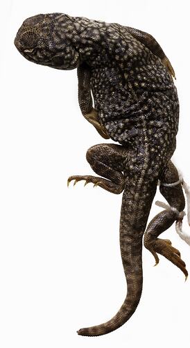 Spirit preserved Central Netted Dragon specmen, dorsal view.