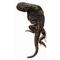 Spirit preserved Central Netted Dragon specmen, dorsal view.