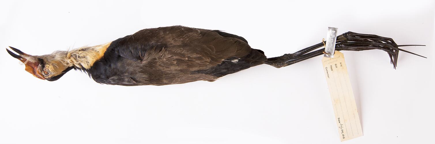 Dry bird skin specimen with labels.