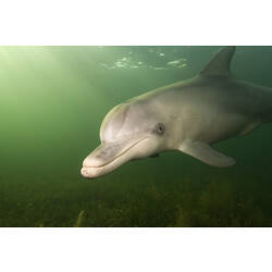 Dolphin underwater.