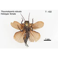 Stonefly specimen, ventral view.