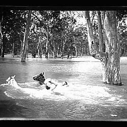 Glass Negative - by A.J. Campbell, Riverina, New South Wales or Victoria, circa 1900