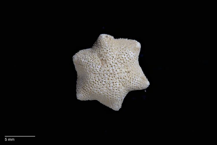 Small, rough sea star with six points, dorsal view.