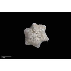 Small, rough sea star with six points, dorsal view.