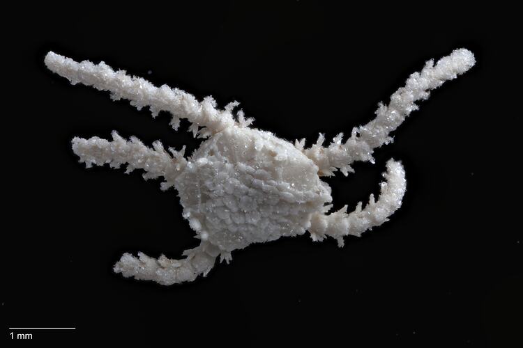 Brittle star with short truncated arms, dorsal view.