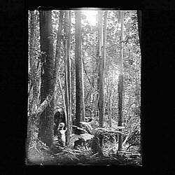 Glass Negative - Trees, by A.J. Campbell, Dandenong Ranges, Victoria, circa 1900