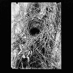 Glass Negative - Nest of the Pilot Bird, by A.J. Campbell, Dandenong Ranges, Victoria, 1893