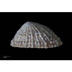 Side view of ribbed, cream limpet shell.