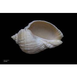 Aperture view of white dog winkle shell.