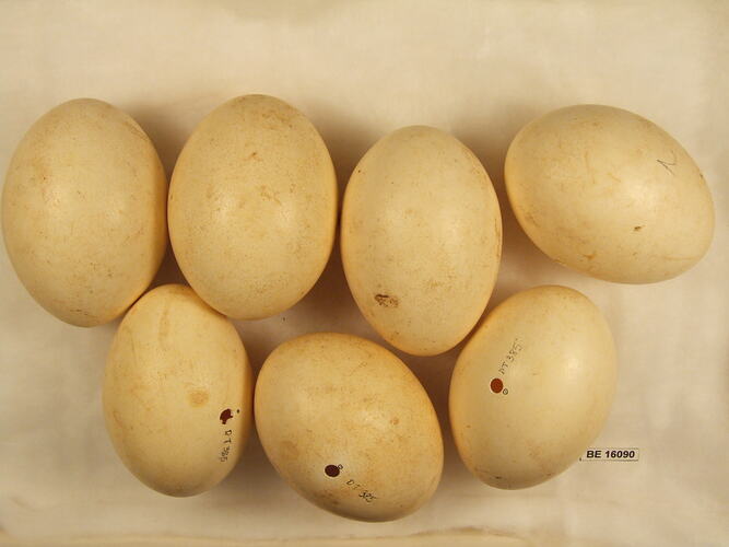 Seven bird eggs with specimen label.