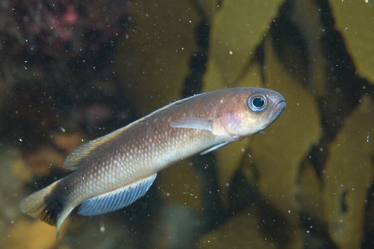 <em>Trachinops caudimaculatus</em>, Southern Hulafish. Ricketts Point, Port Phillip, Victoria.