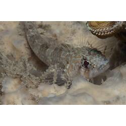 <em>Trinorfolkia clarkei</em>, Clark's Threefin. Mornington Jetty, Port Phillip, Victoria.