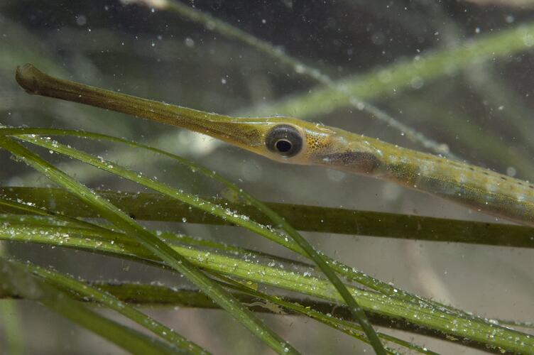 <em>Stigmatopora argus</em>, Spotted Pipefish. St Leonard's Jetty, Port Phillip, Victoria.