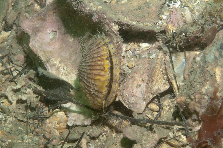 <em>Mimachlamys asperrima</em>, Doughboy Scallop. Western Port, Victoria.