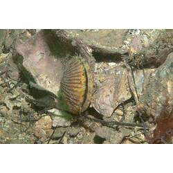 <em>Mimachlamys asperrima</em>, Doughboy Scallop. Western Port, Victoria.