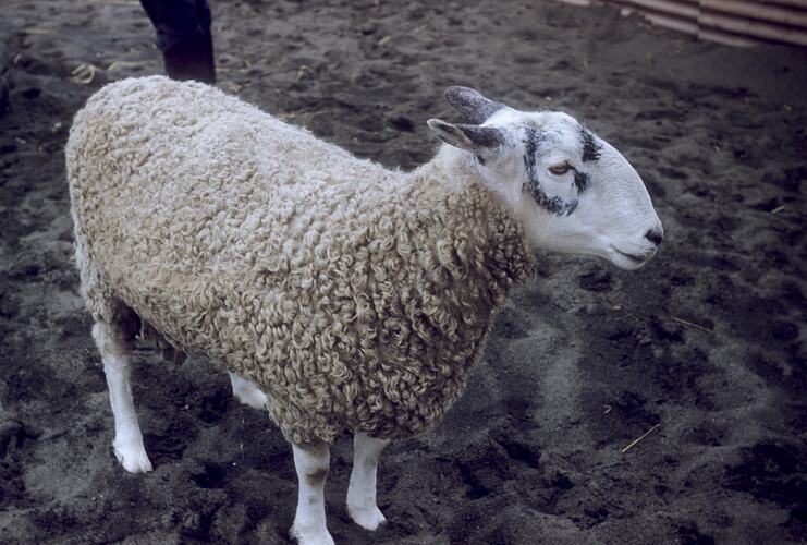 A sheep with black mark around eye.