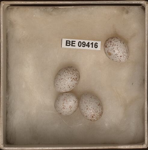 Four bird eggs with specimen label in round box.