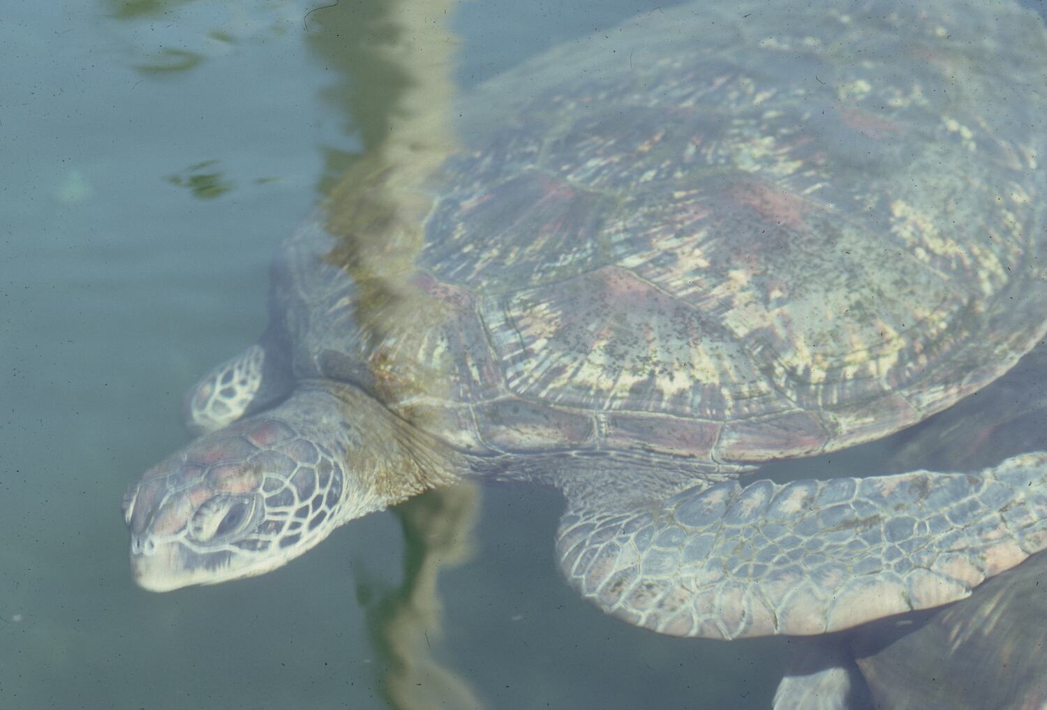 Chelonia mydas (Linnaeus, 1758), Green Turtle