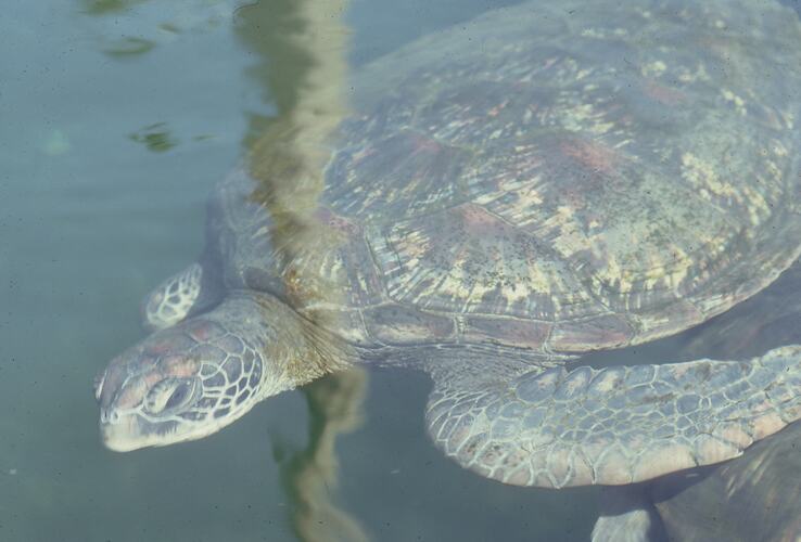 Sea turtle visible at the surface of the water.