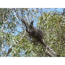 Black bird on nest on tree.