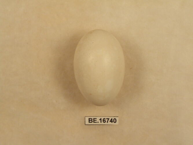 Bird egg with specimen label.