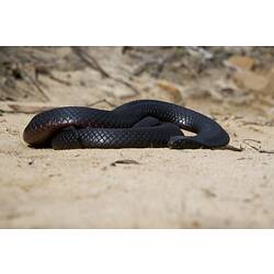 <em>Pseudechis porphyriacus</em>, Red-bellied Black Snake. Grampians National Park, Victoria.