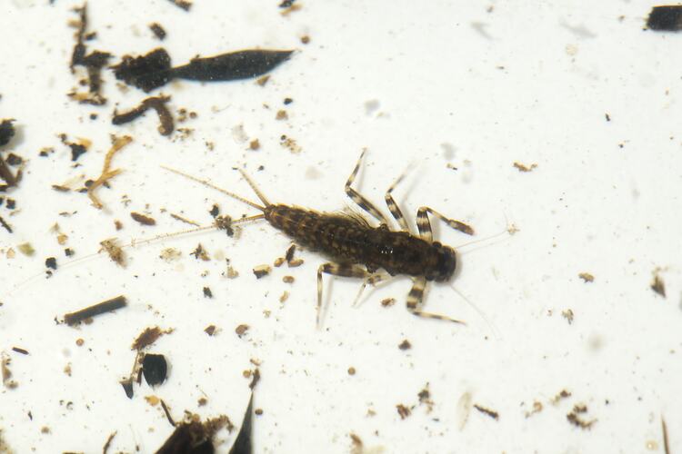 An insect, a Mayfly nymph, in a white tray, surrounded by debris.