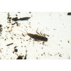An insect, a Mayfly nymph, in a white tray, surrounded by debris.