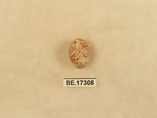 Bird egg with specimen label.