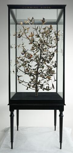 Wooden case containing hundreds of mounted hummingbirds.