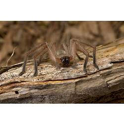Flat, brown spider with long, hairy legs.