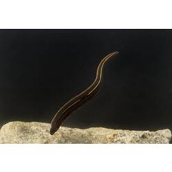 Black leech with yellow stripes in water.