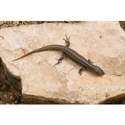 Brown spotted skink on rock.