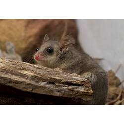 Eastern Pygmy-possum.