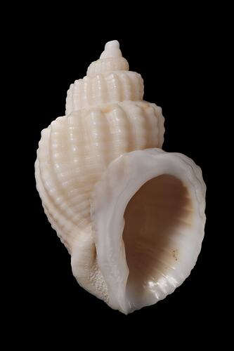 <em>Cancellaria (Sydaphera) granosa</em>, Granose Cross-barred Shell, shell.  Registration no. F 178988.