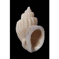 <em>Cancellaria (Sydaphera) granosa</em>, Granose Cross-barred Shell, shell.  Registration no. F 178988.