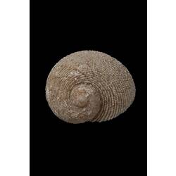 <em>Granata imbricata</em>, Imbricated False Ear Shell, shell.  Registration no. F 179993.