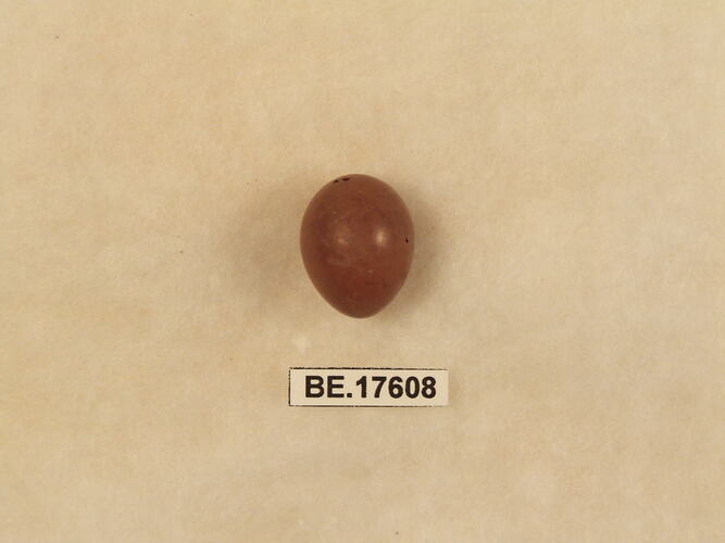 Bird egg with specimen label.