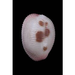 <em>Trivia (Ellatrivia) merces</em>, Australian Bean Cowry, shell.  Registration no. F 179952.